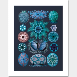 Ernst Haeckel Ascidiae Sea Squirts Teal Posters and Art